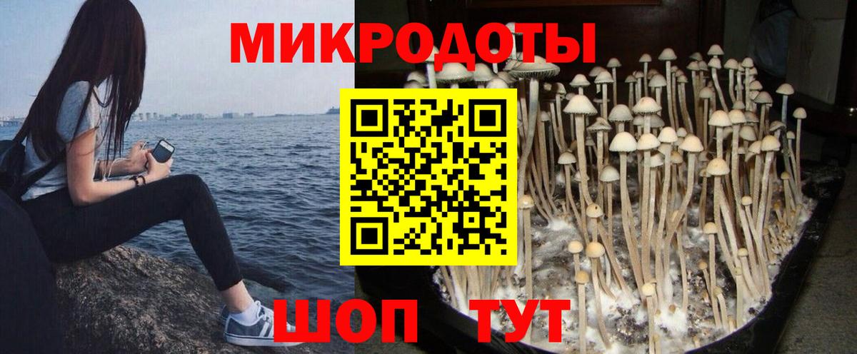 Псилоцибиновые грибы Psilocybe  Вход с VPN  Полевской 